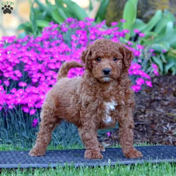 Pepper, Mini Goldendoodle Puppy