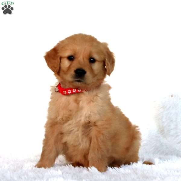 Pepper, Golden Retriever Puppy