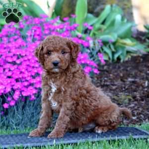 Pepper, Mini Goldendoodle Puppy