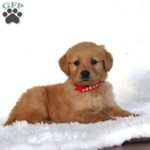 Pepper, Golden Retriever Puppy