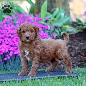 Pepper, Mini Goldendoodle Puppy