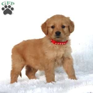 Pepper, Golden Retriever Puppy