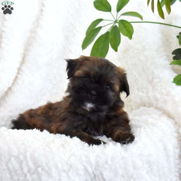 Pepsi, Teddy Bear Puppy