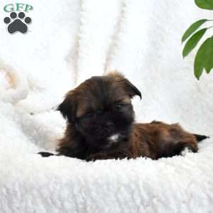 Pepsi, Teddy Bear Puppy