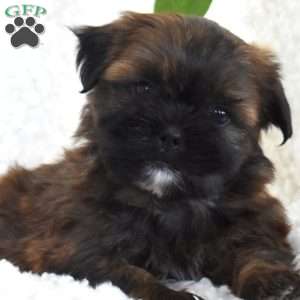 Pepsi, Teddy Bear Puppy