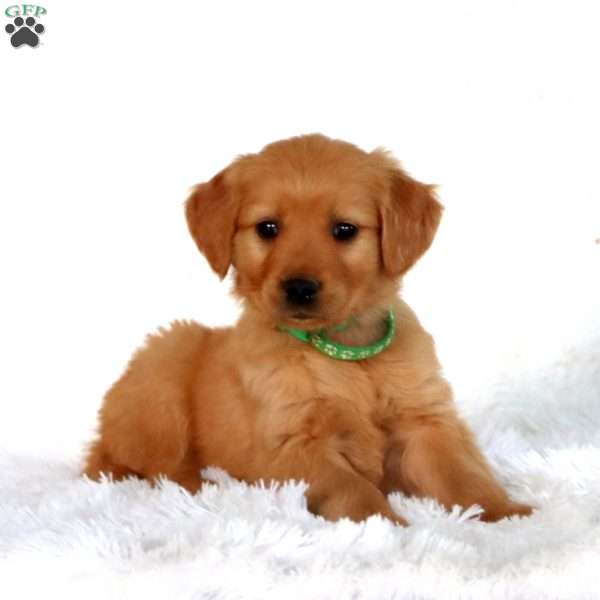 Pepsi, Golden Retriever Puppy