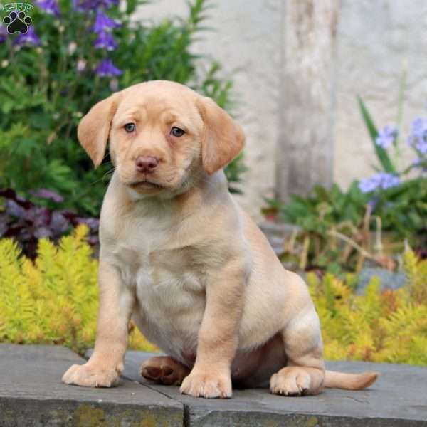 Pepsi, Yellow Labrador Retriever Puppy