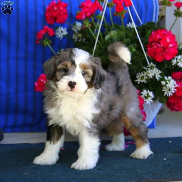 Pepsi, Mini Bernedoodle Puppy