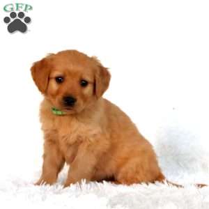 Pepsi, Golden Retriever Puppy