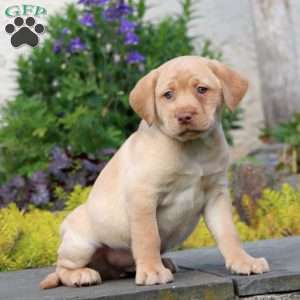 Pepsi, Yellow Labrador Retriever Puppy