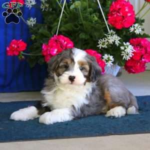 Pepsi, Mini Bernedoodle Puppy