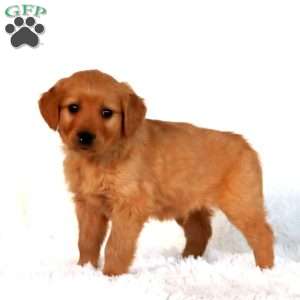 Pepsi, Golden Retriever Puppy