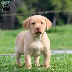 Pepsi, Yellow Labrador Retriever Puppy
