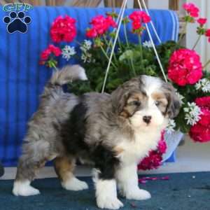 Pepsi, Mini Bernedoodle Puppy