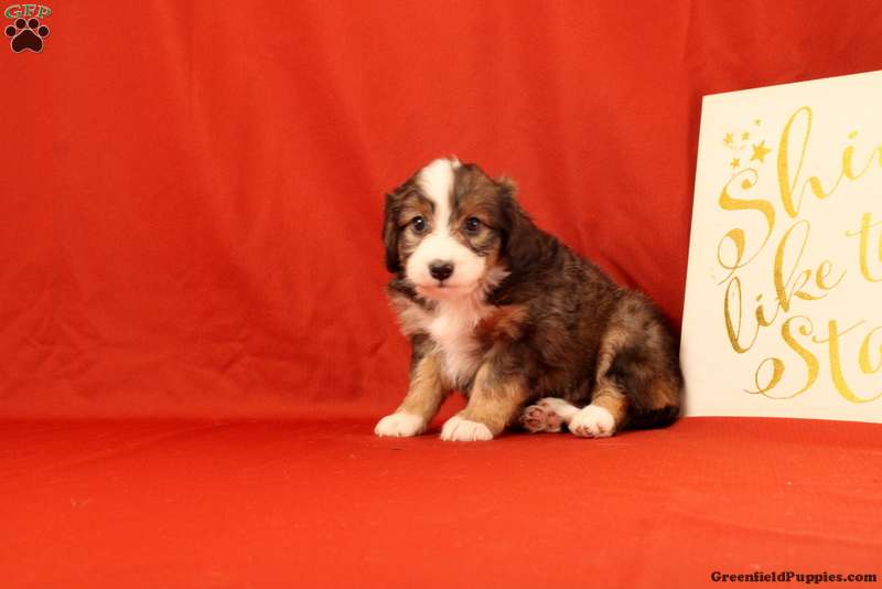 Percy - Mini Bernedoodle Puppy For Sale in Pennsylvania