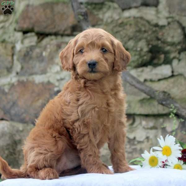 Percy, Cavapoo Puppy