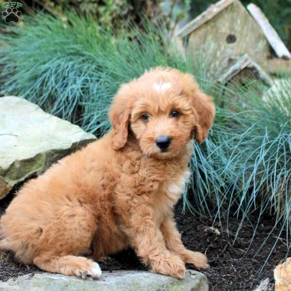 Percy, Mini Goldendoodle Puppy