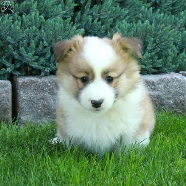 Percy, Pembroke Welsh Corgi Puppy