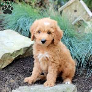 Percy, Mini Goldendoodle Puppy