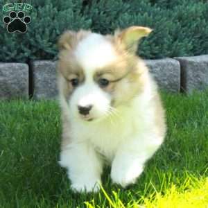 Percy, Pembroke Welsh Corgi Puppy