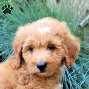 Percy, Mini Goldendoodle Puppy