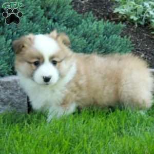 Percy, Pembroke Welsh Corgi Puppy