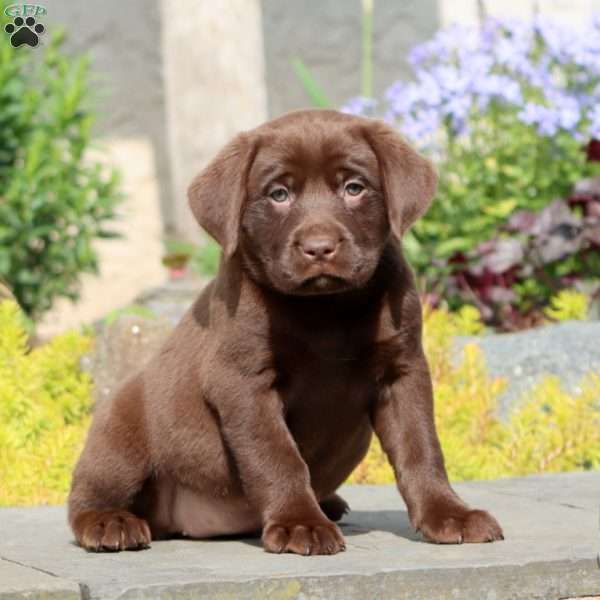 Petals, Chocolate Labrador Retriever Puppy