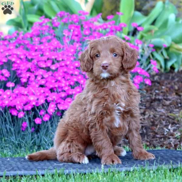 Petals, Mini Goldendoodle Puppy