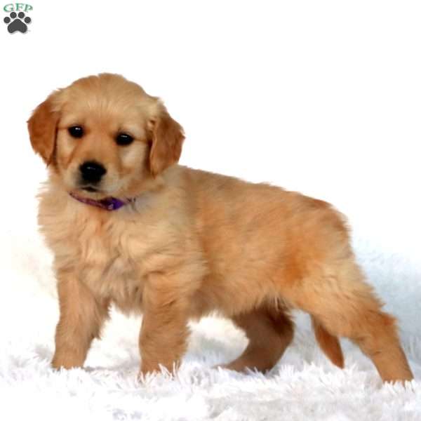 Petals, Golden Retriever Puppy