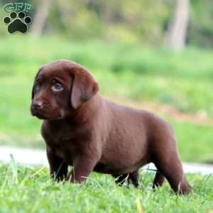 Petals, Chocolate Labrador Retriever Puppy