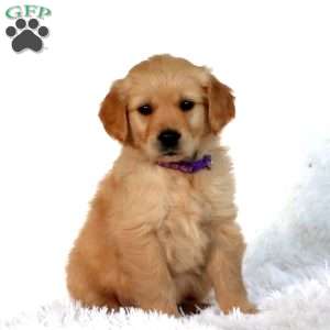 Petals, Golden Retriever Puppy