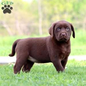 Petals, Chocolate Labrador Retriever Puppy