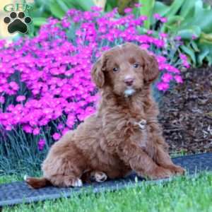 Petals, Mini Goldendoodle Puppy