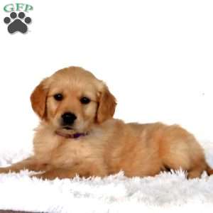 Petals, Golden Retriever Puppy