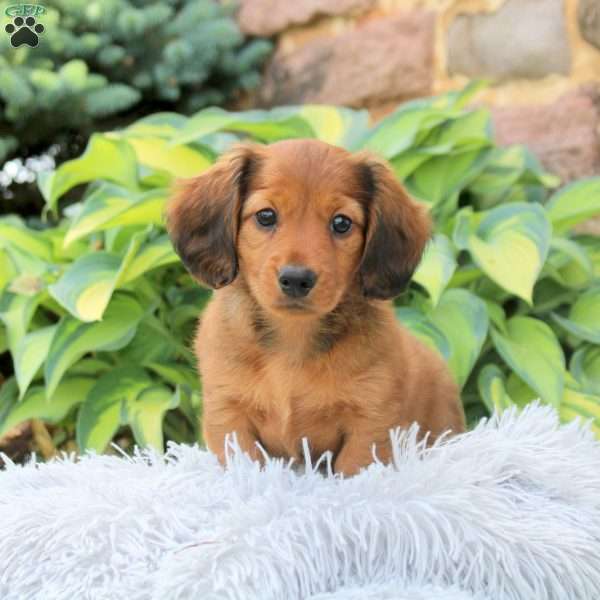 Pete, Dachshund Puppy