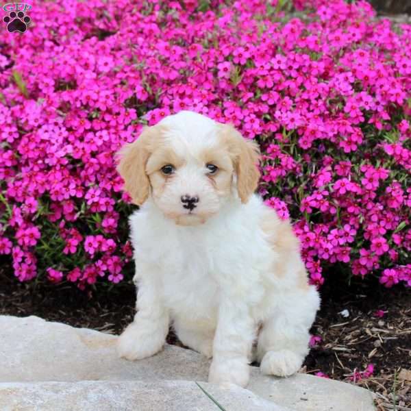 Pete, Cavapoo Puppy