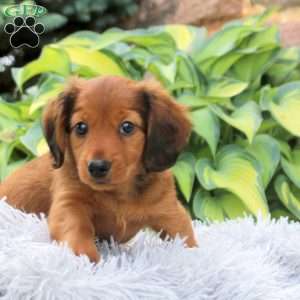 Pete, Dachshund Puppy