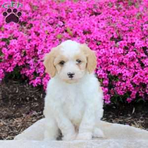 Pete, Cavapoo Puppy