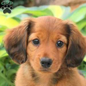 Pete, Dachshund Puppy