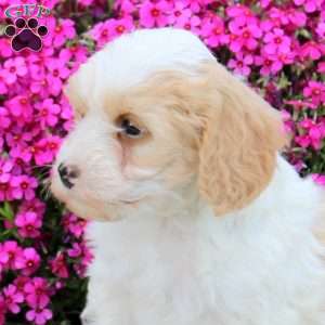 Pete, Cavapoo Puppy