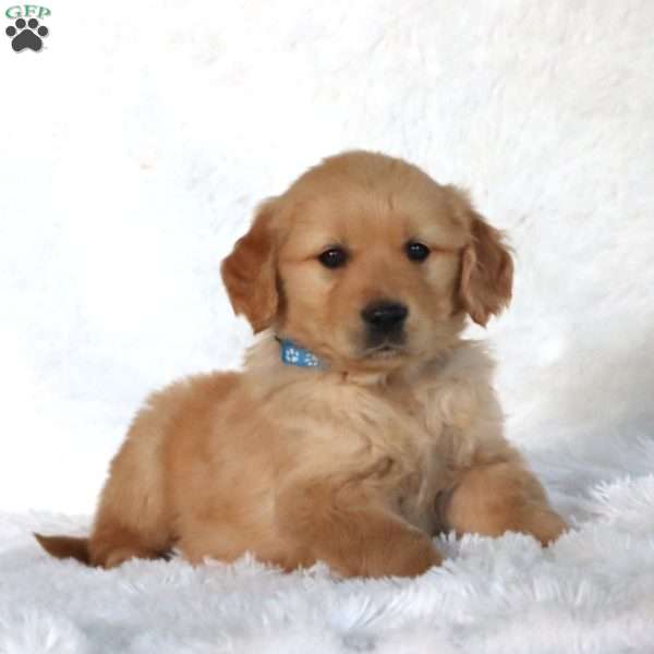 Pete, Golden Retriever Puppy
