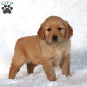 Pete, Golden Retriever Puppy