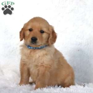 Pete, Golden Retriever Puppy