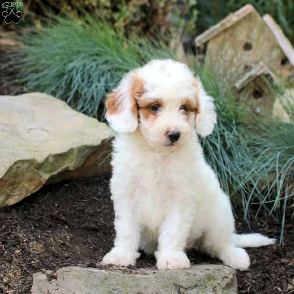 Peter, Mini Goldendoodle Puppy