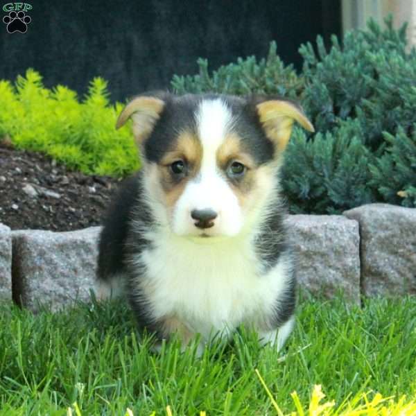 Peter, Pembroke Welsh Corgi Puppy