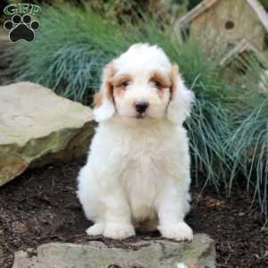 Peter, Mini Goldendoodle Puppy