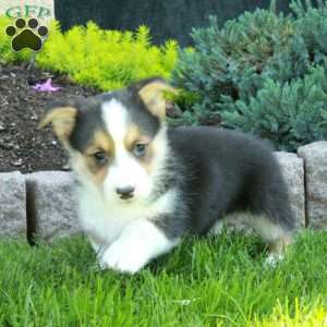 Peter, Pembroke Welsh Corgi Puppy