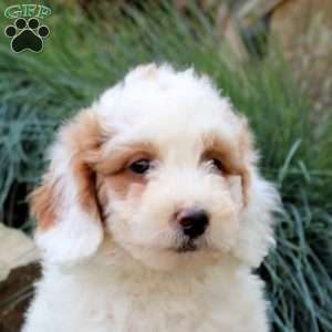 Peter, Mini Goldendoodle Puppy