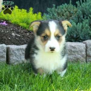 Peter, Pembroke Welsh Corgi Puppy