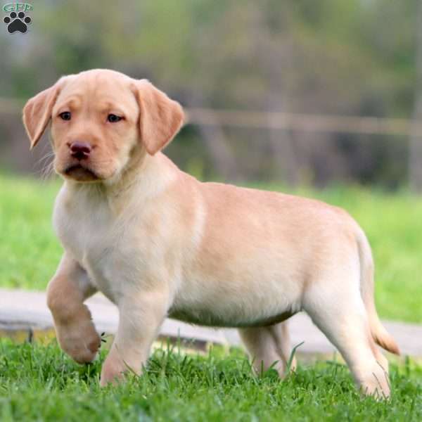 Petunia, Yellow Labrador Retriever Puppy